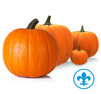 5saveurs citrouilles qc