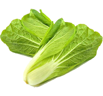 5saveurs laitue romaine